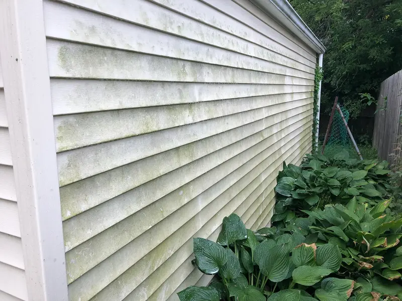 Before: vinyl siding streaked green with algae from gutter line to foundation